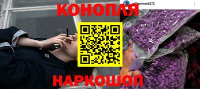 шишки Аргун